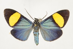  (Xanthocrita childon - BEVI2540)  @11 [ ] No Rights Reserved (2025) Benoit VINCENT Unspecified