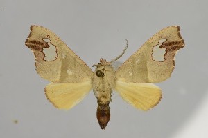  (Zatrephes foliaca - BEVI2549)  @11 [ ] No Rights Reserved (2025) Benoit VINCENT Unspecified