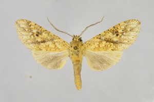  ( - BEVI2561)  @11 [ ] No Rights Reserved (2025) Benoit VINCENT Unspecified