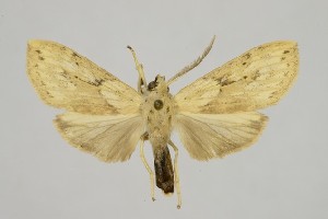  (Leucanopsis terranea - BEVI2576)  @11 [ ] No Rights Reserved (2025) Benoit VINCENT Unspecified