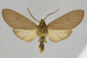  (Pelochyta dorsicincta - BEVI2581)  @11 [ ] No Rights Reserved (2025) Benoit VINCENT Unspecified