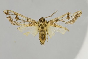  (Lophocampa carpishensis - BEVI2595)  @11 [ ] No Rights Reserved (2025) Benoit VINCENT Unspecified