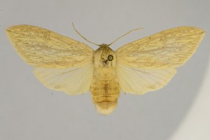  (Leucanopsis zacualpana - BEVI2621)  @11 [ ] No Rights Reserved (2025) Benoit VINCENT Unspecified