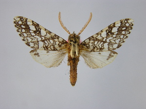  (Lophocampa affinis - BEVI1466)  @11 [ ] No Rights Reserved (2011) Benoit Vincent Unspecified