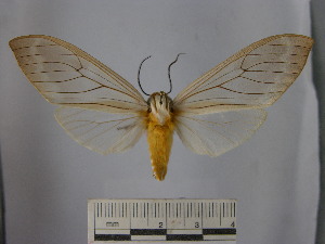  (Amastus aconia aconia - BEVI1660)  @14 [ ] No Rights Reserved (2012) Benoit Vincent Research Collection of Benoit Vincent