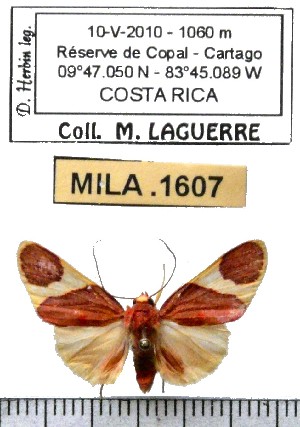  ( - MILA 1607)  @12 [ ] Copyright (2012) Michel Laguerre Research Collection of Michel Laguerre