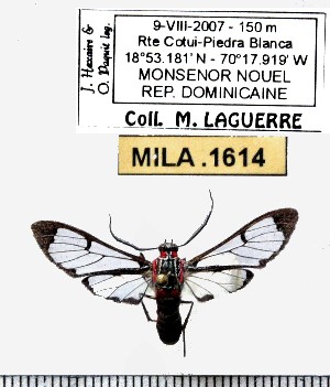  (Phoenicoprocta partheni - MILA 1614)  @13 [ ] Copyright (2012) Michel Laguerre Research Collection of Michel Laguerre