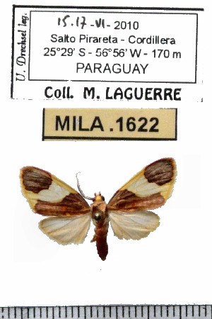  (Trichromia sp-3ML - MILA 1622)  @12 [ ] Copyright (2012) Michel Laguerre Research Collection of Michel Laguerre