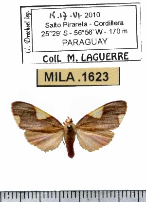  ( - MILA 1623)  @12 [ ] Copyright (2012) Michel Laguerre Research Collection of Michel Laguerre