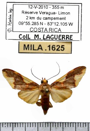  (Trichromia sp-2ML - MILA 1625)  @13 [ ] Copyright (2012) Michel Laguerre Research Collection of Michel Laguerre