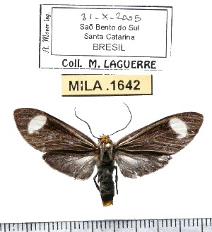  (Delphyre oviplage - MILA 1642)  @15 [ ] Copyright (2012) Michel Laguerre Research Collection of Michel Laguerre