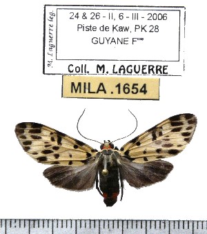  ( - MILA 1654)  @12 [ ] Copyright (2012) Michel Laguerre Research Collection of Michel Laguerre