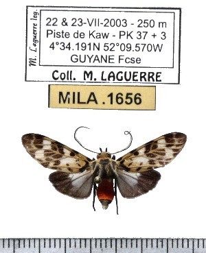  ( - MILA 1656)  @11 [ ] Copyright (2012) Michel Laguerre Research Collection of Michel Laguerre