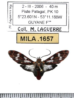  ( - MILA 1657)  @11 [ ] Copyright (2012) Michel Laguerre Research Collection of Michel Laguerre
