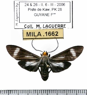  ( - MILA 1662)  @13 [ ] Copyright (2012) Michel Laguerre Research Collection of Michel Laguerre