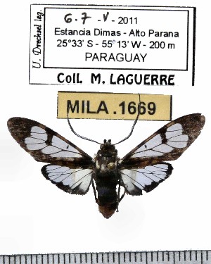  (Hyaleucerea vulnerata - MILA 1669)  @14 [ ] Copyright (2012) Michel Laguerre Research Collection of Michel Laguerre