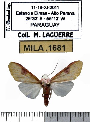  (Hypidalia enervis - MILA 1681)  @13 [ ] Copyright (2012) Michel Laguerre Research Collection of Michel Laguerre