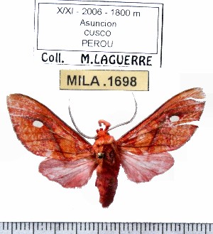  (Ernassa sp-1ML - MILA 1698)  @13 [ ] Copyright (2012) Michel Laguerre Research Collection of Michel Laguerre