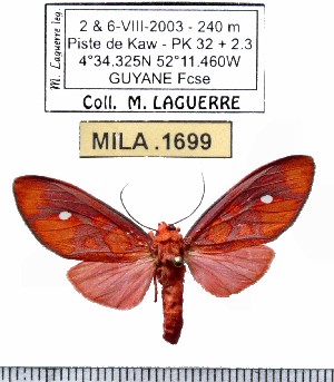  (Ernassa sp-2ML - MILA 1699)  @12 [ ] Copyright (2012) Michel Laguerre Research Collection of Michel Laguerre