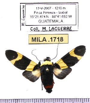  (Viviennea gyrata - MILA 1718)  @12 [ ] Copyright (2012) Michel Laguerre Research Collection of Michel Laguerre