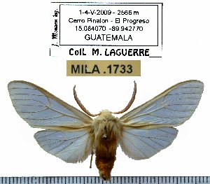  (Pseudohemihyalea vitripennis - MILA 1733)  @14 [ ] Copyright (2012) Michel Laguerre Research Collection of Michel Laguerre
