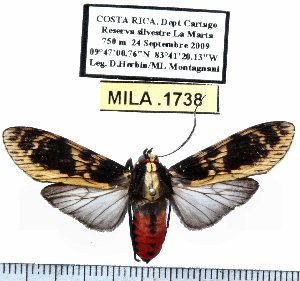  (Eucereon conspicuum - MILA 1738)  @12 [ ] Copyright (2012) Michel Laguerre Research Collection of Michel Laguerre