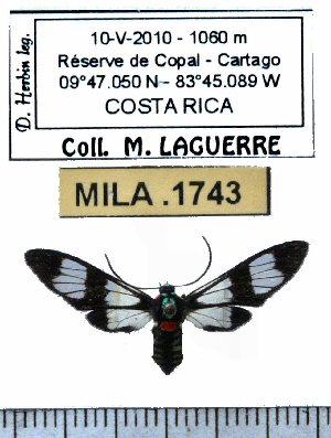  (Chrostosoma schausi - MILA 1743)  @12 [ ] Copyright (2012) Michel Laguerre Research Collection of Michel Laguerre