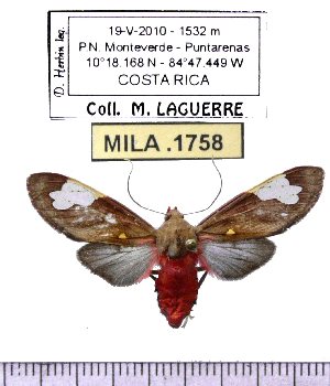  (Bertholdia philotera - MILA 1758)  @14 [ ] Copyright (2012) Michel Laguerre Research Collection of Michel Laguerre