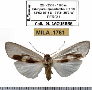  (Agylla boliviensis - MILA 1781)  @12 [ ] Copyright (2012) Michel Laguerre Research Collection of Michel Laguerre