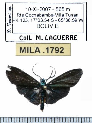  (Dipaenae salcedo - MILA 1792)  @12 [ ] Copyright (2012) Michel Laguerre Research Collection of Michel Laguerre