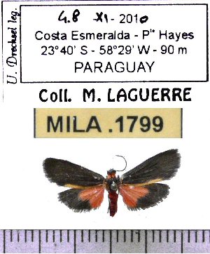  (Illice calochroma - MILA 1799)  @12 [ ] Copyright (2012) Michel Laguerre Research Collection of Michel Laguerre