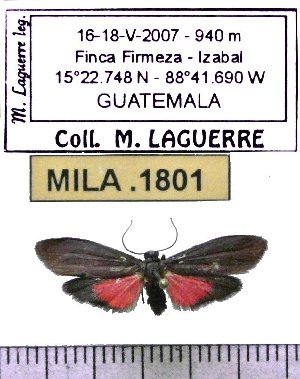  (Nodozana fifina - MILA 1801)  @12 [ ] Copyright (2012) Michel Laguerre Research Collection of Michel Laguerre