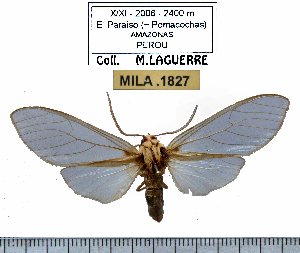  ( - MILA 1827)  @11 [ ] Copyright (2012) Michel Laguerre Research Collection of Michel Laguerre