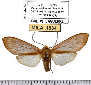  (Pseudohemihyalea despaignei - MILA 1834)  @13 [ ] Copyright (2012) Michel Laguerre Research Collection of Michel Laguerre