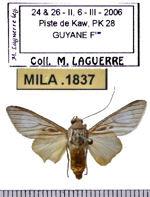  (Trichromia postflavida - MILA 1837)  @12 [ ] Copyright (2012) Michel Laguerre Research Collection of Michel Laguerre