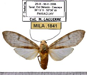  (Halysidota pearsoni - MILA 1841)  @12 [ ] Copyright (2012) Michel Laguerre Research Collection of Michel Laguerre