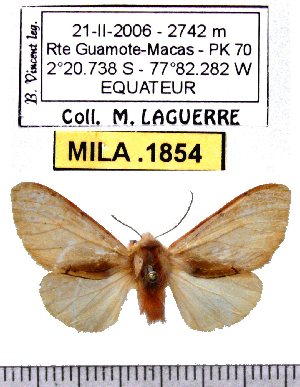  (Palaeomolis rubricosta - MILA 1854)  @14 [ ] Copyright (2012) Michel Laguerre Research Collection of Michel Laguerre