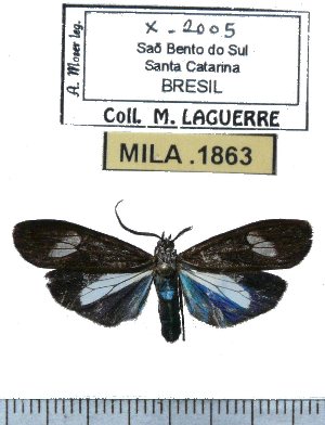  (Agyrta albisparsa - MILA 1863)  @14 [ ] Copyright (2012) Michel Laguerre Research Collection of Michel Laguerre
