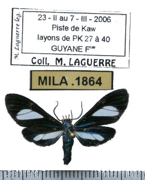  (Euagra coelestina - MILA 1864)  @14 [ ] Copyright (2012) Michel Laguerre Research Collection of Michel Laguerre