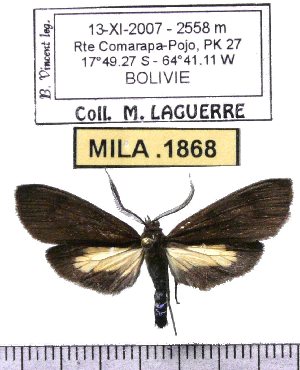  ( - MILA 1868)  @12 [ ] Copyright (2012) Michel Laguerre Research Collection of Michel Laguerre