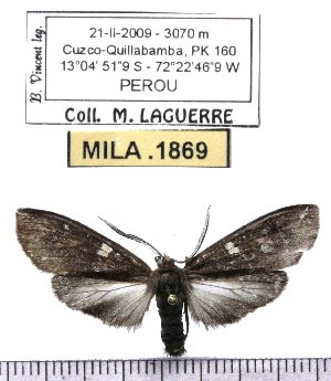  (Epectaptera sp-1ML - MILA 1869)  @12 [ ] Copyright (2012) Michel Laguerre Research Collection of Michel Laguerre