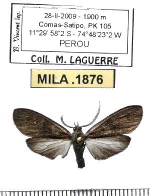 (Epectaptera sp-2ML - MILA 1876)  @12 [ ] Copyright (2012) Michel Laguerre Research Collection of Michel Laguerre