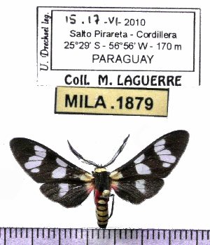  (Eurata elegans - MILA 1879)  @13 [ ] Copyright (2012) Michel Laguerre Research Collection of Michel Laguerre