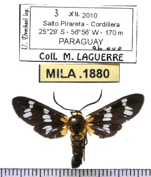  (Eurata strigiventris - MILA 1880)  @12 [ ] Copyright (2012) Michel Laguerre Research Collection of Michel Laguerre