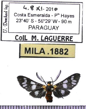  (Eurata nigricincta - MILA 1882)  @12 [ ] Copyright (2012) Michel Laguerre Research Collection of Michel Laguerre