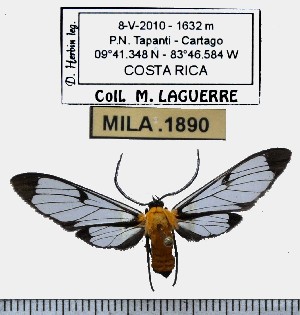  (Cosmosoma pudicum - MILA 1890)  @14 [ ] Copyright (2012) Michel Laguerre Research Collection of Michel Laguerre