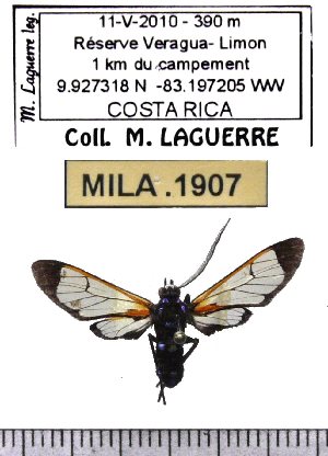  (Xanthyda saron - MILA 1907)  @13 [ ] Copyright (2012) Michel Laguerre Research Collection of Michel Laguerre