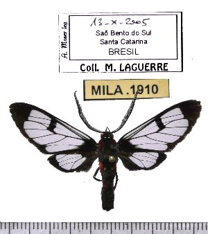  ( - MILA 1910)  @11 [ ] Copyright (2012) Michel Laguerre Research Collection of Michel Laguerre