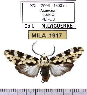  (Eucereon coenobita - MILA 1917)  @12 [ ] Copyright (2012) Michel Laguerre Research Collection of Michel Laguerre