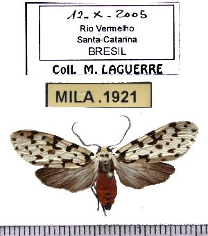  (Eucereon sp-1ML - MILA 1921)  @12 [ ] Copyright (2012) Michel Laguerre Research Collection of Michel Laguerre